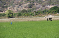Países africanos lusófonos e Timor-Leste recebem formação em segurança alimentar Países africanos lusófonos e Timor-Leste recebem formação em segurança alimentar