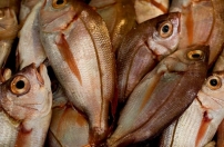 Pescadores vão comercializar Pescadores vão comercializar