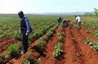Defendida maior integração das comunidades rurais no processo de criação de cooperativas Defendida maior integração das comunidades rurais no processo de criação de cooperativas